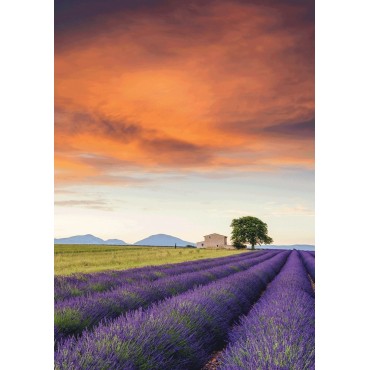 Puzzle Lavender Field, Provence 500pcs